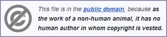 copyright-monkey-wikipedia.jpg
