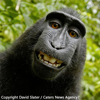 wikipedia-monkey-copyright.jpg