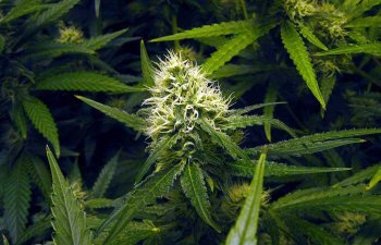 Lawsuit Alleges Marijuana Candy Caused Murder