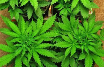 AAA Study Concludes Marijuana DUI Limits are Unreliable