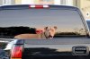 adogthusiast.com_wp_content_uploads_2013_02_dog_truck_ddebold.jpg adogthusiast.com_wp_content_uploads_2013_02_dog_truck_ddebold.jpg