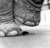 aimg24.photobucket.com_albums_v71_emptiness_mouse_and_elephant.jpg