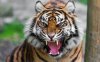 tiger.jpg