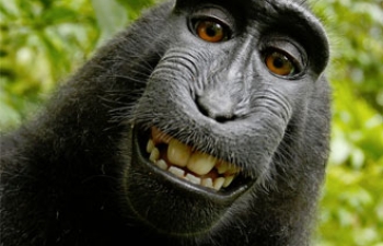 Monkey Selfie in Wikipedia Copyright Dispute