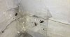 2017 06-17 Bedbugs In Closet In Tape.JPG