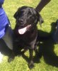 asuntimesmedia.files.wordpress.com_2018_09_lucy_the_lab.jpg_6a9ac71a8f4174dc4f49c75580782e4a.jpg