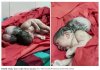 3headedbaby2.JPG 3headedbaby2.JPG