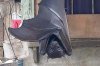 0_Photo-of-viral-hulk-sized-bat-leaves-people-horrified.jpg