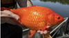 aufish.png aufish.png