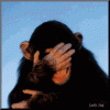laughing-chimp-monkey.gif