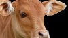 cow_1491396130389_3104706_ver1.0.jpg cow_1491396130389_3104706_ver1.0.jpg