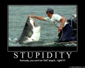 stupidity-4228812575.jpg