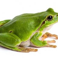 Danlex