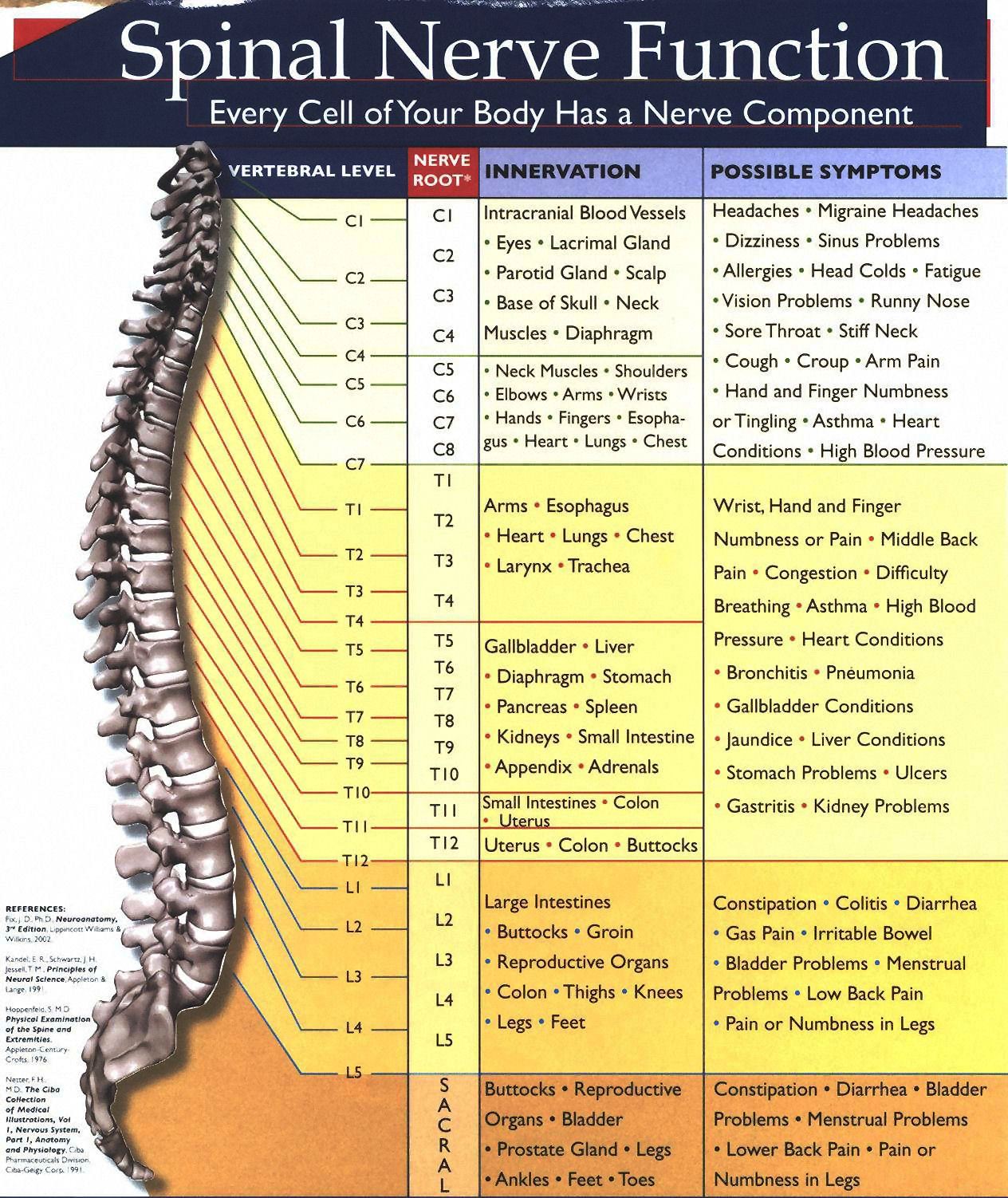 spinalnervechart.jpg