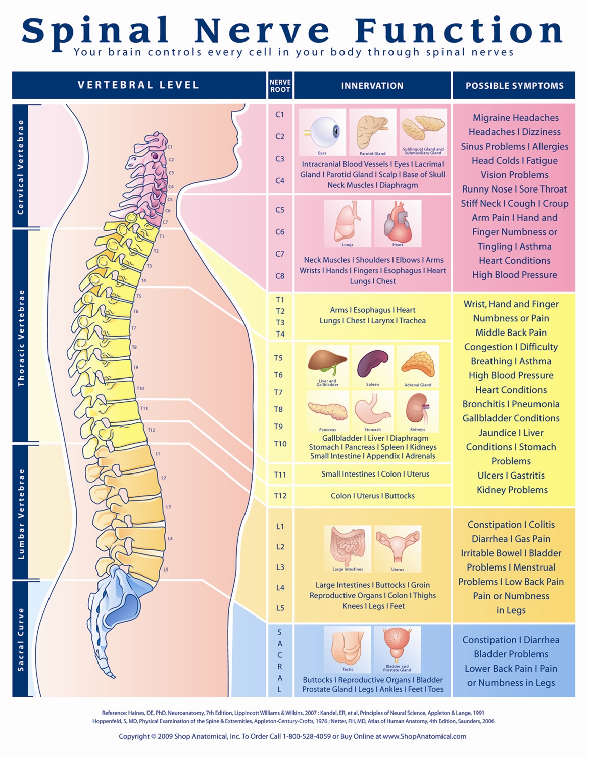 Spinal-Nerve-Functionjpg-Page1-1.jpg